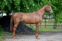 Cavalla Zangersheide In vendita 2019 Sauro ,  HIGH BIG ANDI K