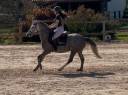 Cavalla PFS Pony Francese da Sella In vendita 2020 Grigio