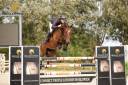 Cavalla BWP Cavallo da Sangue Belgio In vendita 2019 Baio