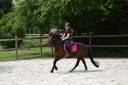 Cavalla New Forest Da affidare 2022 Baio ,  Ornaldo de civry