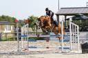 Castrone PFS Pony Francese da Sella In vendita 2015 Sauro