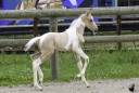 Puledro Welsh Part Bred In vendita 2025 Pezzato ,  KEIZERSKROON EDISON