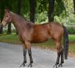 Cavalla KWPN Cavallo da Sport Neerlandese In vendita 2016 Baio