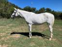 Cavalla Anglo-Arabo In vendita 2010 Grigio ,  LAURIER DE HERE