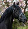 Castrone KWPN Cavallo da Sport Neerlandese In vendita 2018 Baio scuro