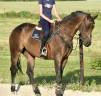 Cavalla BWP Cavallo da Sangue Belgio In vendita 2017 Baio scuro