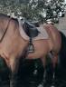 Sella mista Equipe  17" - 2023