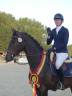Castrone sBs Cavallo da Sport Belgio In vendita 2021 Baio scuro ,  Quinto van het molenhof