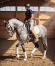 LUSITANO HORSE FOR SELLING