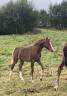 Puledra PFS Pony Francese da Sella In vendita 2025 Sauro brulé ,  Very star kerveyer