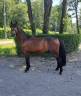 Castrone PFS Pony Francese da Sella In vendita 2021 Baio scuro ,  MOVIE STAR TILIA PFS