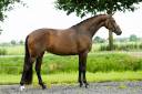 Cavalla KWPN Cavallo da Sport Neerlandese In vendita 2022 Baio ,  FONTAINE TN