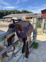 Sella western   16" - 2024