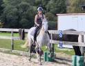 Castrone Lusitano In vendita 2016 Grigio ,  Zenite