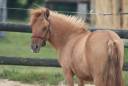 Puledra Shetland In vendita 2024 Dun ,  HIP HIP HIP DES ISLES