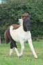 Puledra Shetland In vendita 2025 Pezzato ,  Fly dream des isles