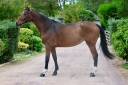 Cavalla KWPN Cavallo da Sport Neerlandese In vendita 2016 Baio ,  Arezzo VDL