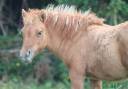 Puledra Shetland In vendita 2025 Dun ,  HIP HIP HIP DES ISLES