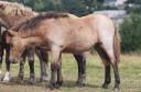 Puledra Shetland In vendita 2025 Isabella ,  Jump de Touroun
