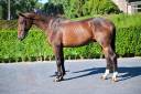 Castrone Cavallo da Sport Irlandese In vendita 2020 Baio ,  WINTSENT V