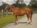 Cavalla sBs Cavallo da Sport Belgio Noleggio 2018 Sauro ,  DIAMANT DE SEMILLY