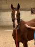 Cavalla Trottatore Francese In vendita 2016 Baio