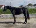 Castrone KWPN Cavallo da Sport Neerlandese In vendita 2023 Nero
