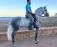 Castrone PRE Andaluso In vendita 2021 Grigio