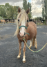 Cavalla Welsh Poney (Sezione A) In vendita 2021 Crine lavato