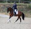 Castrone Cavallo da Sport Germano In vendita 2021 Baio
