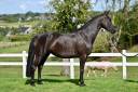 Cavalla BWP Cavallo da Sangue Belgio In vendita 2021 Nero ,  I'M SPECIAL DE MUZE