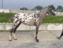 Cavalla AES Anglo European Studbook In vendita 2022 Appaloosa