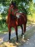 Castrone Trottatore Francese In vendita 2011 Baio