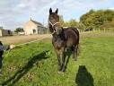 Cavalla Trottatore Francese In vendita 2015 Baio scuro