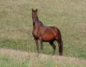 Fattrice PRE Andaluso In vendita 2012 Baio scuro ,  Clarion x
