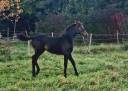 Puledra Sella Francese In vendita 2025 Baio scuro ,  Black Jack DK Z
