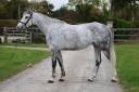 Cavalla Zangersheide In vendita 2019 Grigio ,  Continuum