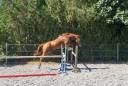 Castrone Sella Francese In vendita 2023 Sauro ,  I Am Semilly
