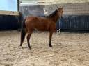 Puledra Sella Francese In vendita 2023 Baio ,  Uncognito bois margot