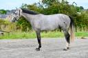 Castrone sBs Cavallo da Sport Belgio In vendita 2021 Grigio ,  chacco white