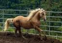 Intero Paint Horse In vendita 2023 Palomino