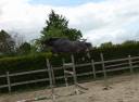Castrone BWP Cavallo da Sangue Belgio In vendita 2022 Grigio ,  Garfield de tiji des templiers 