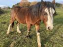 Thor - Welsh Poney (Sezione A) 2023 ,  Quincy