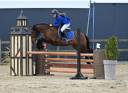 Castrone Welsh Poney (Sezione C) In vendita 2018 Baio