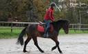 Castrone Welsh Poney (Sezione C) In vendita 2018 Baio