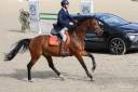 Cavalla KWPN Cavallo da Sport Neerlandese In vendita 2014 Baio ,  ZAVALL VDL (NLD) KWPN 2004