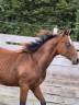 Puledro Quarter Horse In vendita 2024 Baio ,  EASY SMARTY GUN