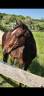 Puledro Quarter Horse In vendita 2024 Baio ,  EASY SMARTY GUN