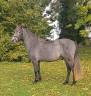 Castrone PFS Pony Francese da Sella In vendita 2023 Grigio ,  JOCKER DES NOUETTES