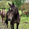 Cavalla Akhal Teke In vendita 2017 Isabella ,  Orion